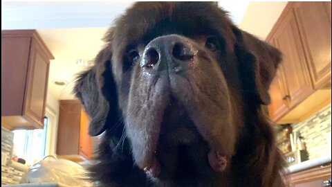 Huge Newfie demands dinner right now!