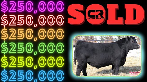 💲💲 $250,000 Black Angus Bull SOLD AT AUCTION, Schaff Angus Valley, S A V Rise N Shine 2709