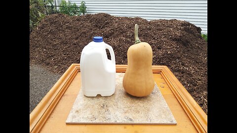 Harvesting Our Butternut Squash 10/26/23