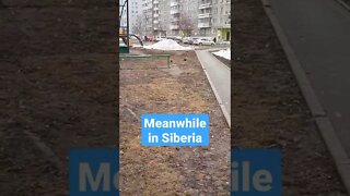 Meanwhile in Siberia