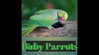 05 Baby Parrots