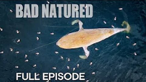 Harrowing Ocean Encounter with Baby Whale | Bad Natured | BBC Earth