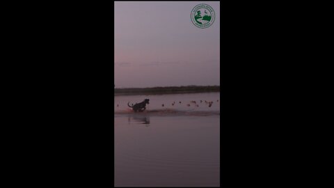 Hunting Blue Wing in Louisiana | Altamaha River Sportsman "Shorts"