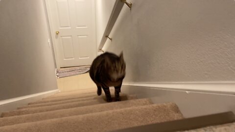 Zeus Zooms Up The Stairs