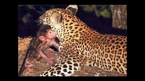 Watch how the monkey took revenge on the cheetah that devoured her baby