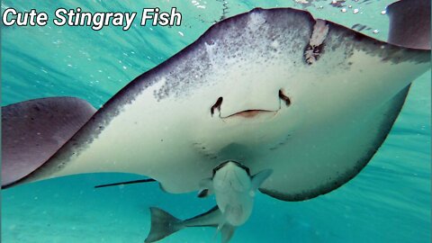 Stingray Cute fish videos #Stingray_fish