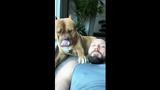 MASSIVE Pit Bull wants to give allll the kisses 🦁😘💋