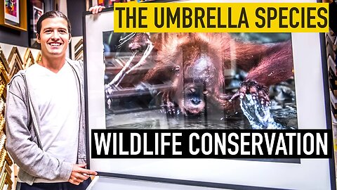 The Umbrella Species in Wildlife Conservation | Alex Beldi