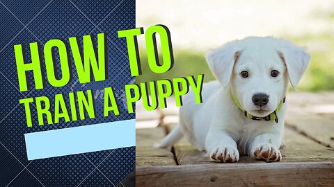 How To Train a Puppy