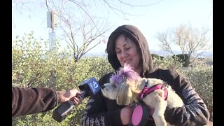 Dog owners still out despite high winds