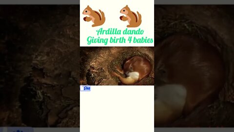 Squirrel dando giving birth 4 babies #shorts #shortvideo #youtubeshorts