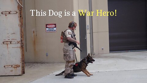 This dog was on the mission to catch and kill Osama bin Laden!