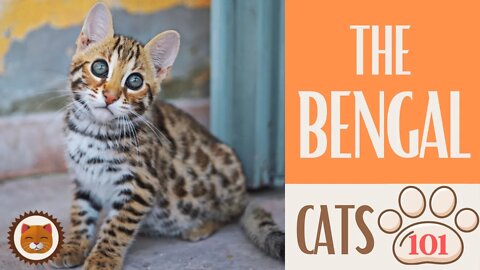🐱 Cats 101 🐱 BENGAL CAT - Top Cat Facts about the BENGAL #KittensCorner