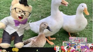 Learn about Ducks with Chumsky Bear | Egg Opening | Science | Educational Videos for Kids