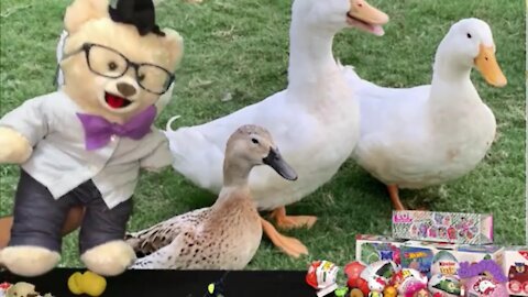 Learn about Ducks with Chumsky Bear | Egg Opening | Science | Educational Videos for Kids