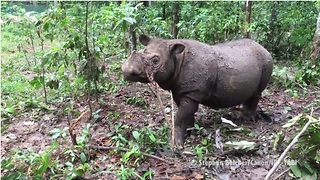 Rare rhino baby is only second of her kind born in 128 years