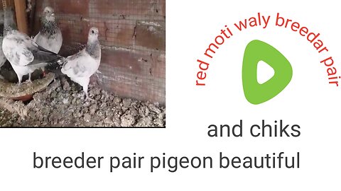 Beautiful pigeon red moti 89waly breeder pair and chiks