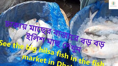 ঢাকায় বাজারে পদ্মার বড় বড় ইলিশ মাছ II Big hilsa fish of Padma in the market in Dhaka