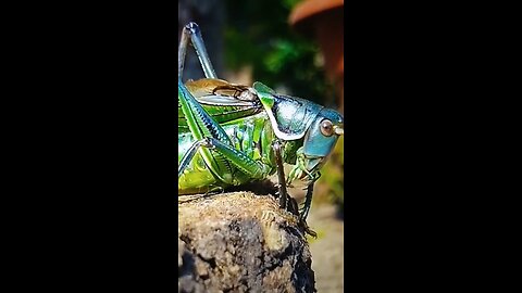 The Locust’ Trophies To Dated How Many Nights Of Hardship!