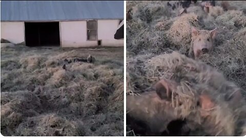 Adorable pigs cozy up under piles of hay to stay warm
