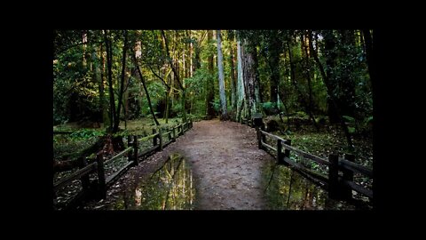 Rainfall on a lonely fenced forest path, relaxing sounds of nature to help you sleep