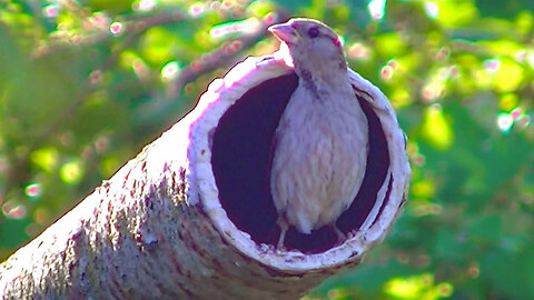 IECV NV #695 - 👀 House Sparrows In The Rusty Pole 🐤7-23-2018