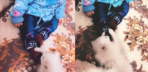 Adorable Kitten Biting To Kid's Feet, Both Flowers of Heaven Playing Together