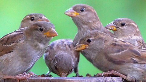 Dear Sparrows - Part 3 - Our Feeding Site is at Peril