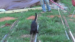 Elderly Cat Slipping On Backyard Railroad Tracks