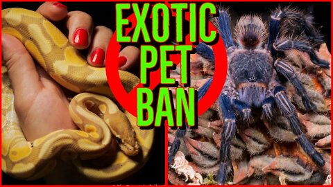 Lacey Act EXOTIC PET BAN Moves to the SENATE! Updates & Responses