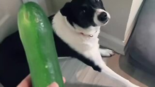 Pup gets scared from totally random household objects