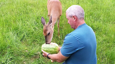 Man shares watermelon in the forest with a friendly wild deer