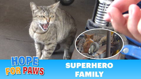 Superhero mom tells me to BACK OFF!!! (But her kittens were so cute).