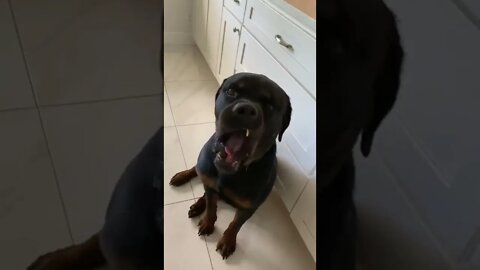 Rottweiler’s blatant disobedience