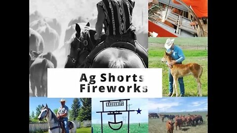 FIREWORKS - Ag Shorts