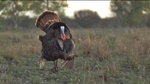 Turkey Hunting at G2 Ranch