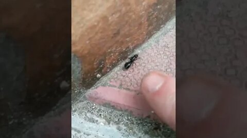 На видео не видно, НО МУРАВЕЙ достаточно большой 🐜 Человек-Муравей это ТЫ ❔ #Shorts