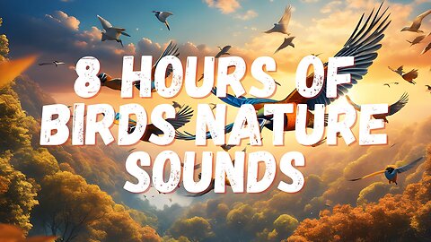 8 Hours of Forest Birdsong Nature Sound Relaxing Bird Sounds Calming Birds Chirping Ambience #sleep