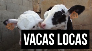 La Causa De La Enfermedad De Las Vacas Locas (Adultos)