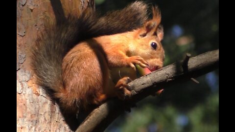 Squirrel who loves watermelon