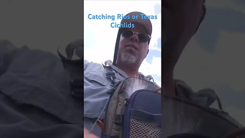 #viral #shortvideo #shorts #short #rio #cichlid #texas #clearwater #duranduran #flyfishing #kayak