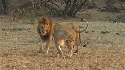 Two male lions get into scuffle over female