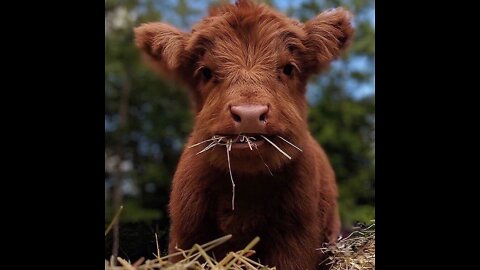 When to start feeding Calves Grass