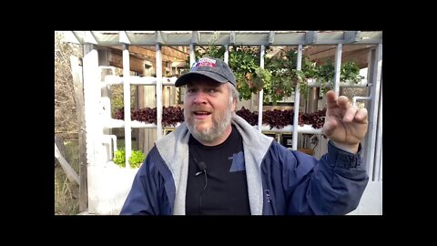 Managing Roosters and Feeding Your Flock - Miyagi Mornings Epi-47