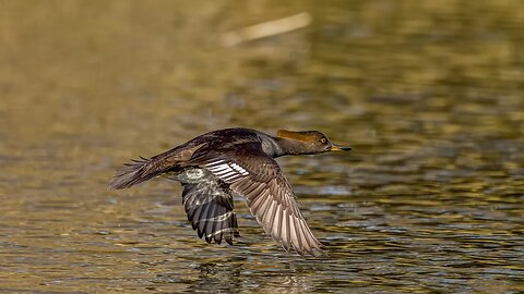 Speedy Hooded Merganser Hen, Sony A1/Sony Alpha1, 4k