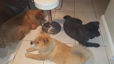 Chow Chow - Food Aggression