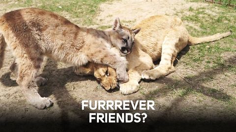 Unlikely pals: When a puma meets a lion
