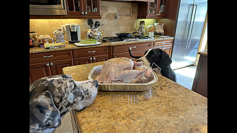 Polite Great Dane 5 Pack Check Out Turkey Before It Roasts