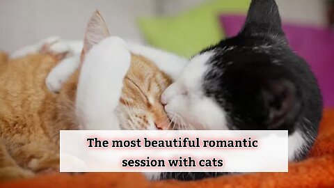 Cats are in a wonderful romantic state. A cat and a cat in harmony with romance is a funny thing