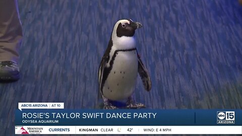 Odysea Aquarium hosts Taylor Swift Dance party, complete with a penguin